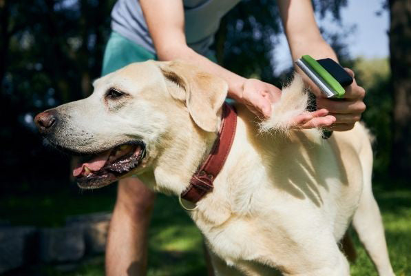 Man brushing the Dog with Brush and shreeding the dog hair