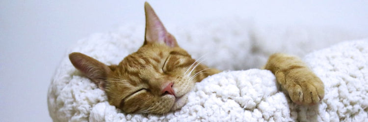 A feline companion curls up on a plush cat bed, exhibiting a state of contentment.