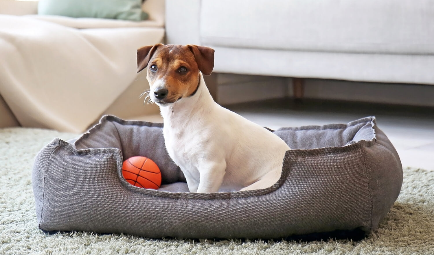 Dog Bed with Dog Sitting Inside