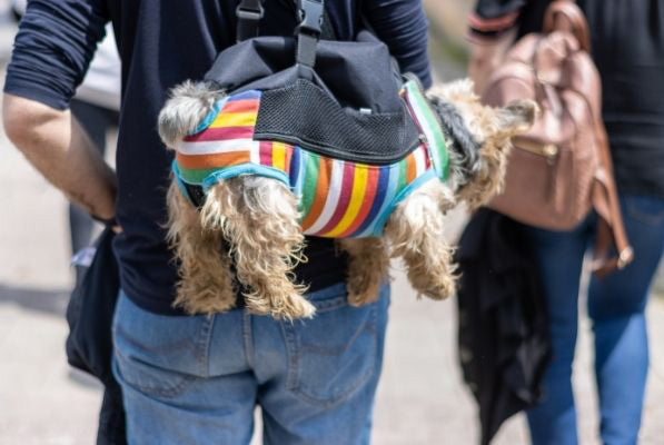 An individual is carrying a dog carrier on their back while walking with a dog.