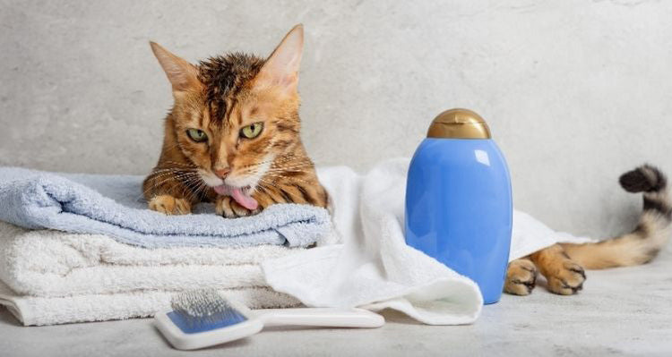 Cat lounging on the towels, comb, and shampoo.