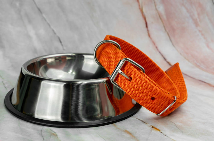 Dog food bowl and leash