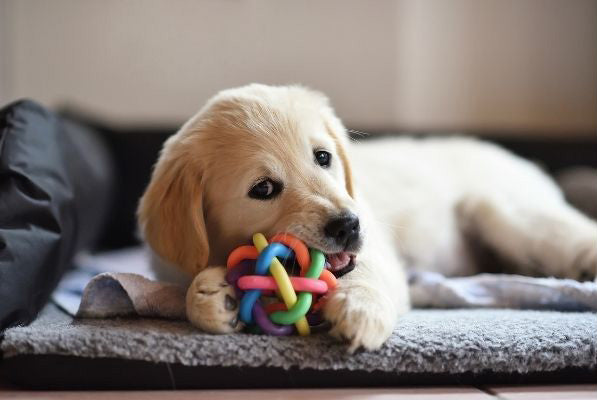 A canine puppy playfully chewing on a toy while exhibiting a state of relaxation.