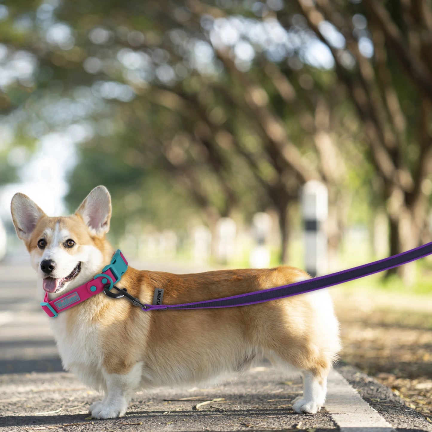 Durable Dual-Color Dog Leash - Training Leash