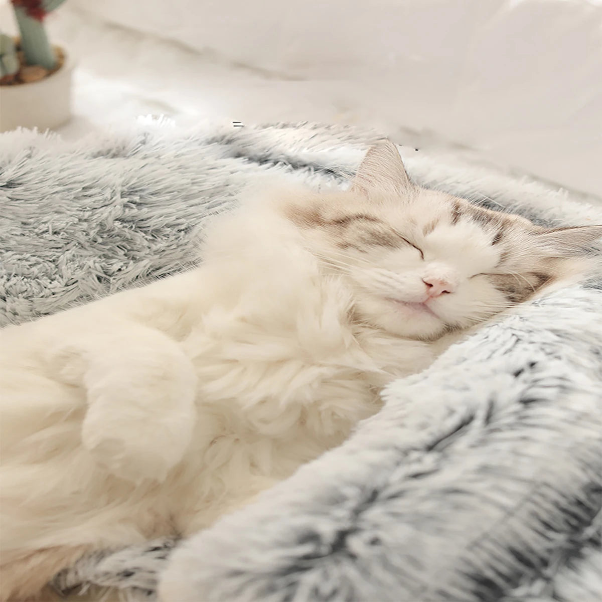 A fluffy white cat sleeping peacefully on a soft, cozy bed, showcasing the comfort and relaxation provided by the pet bed.