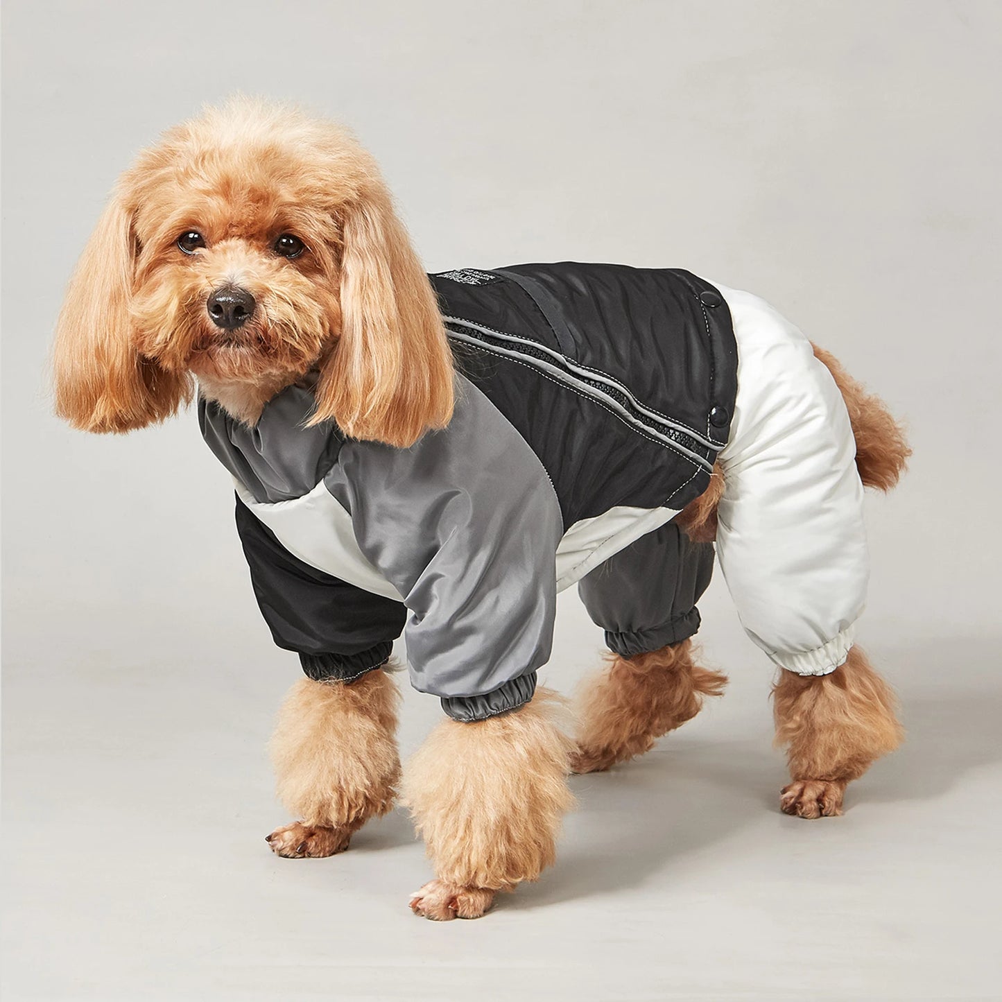 Dog featuring a Grey, White and black winter jacket