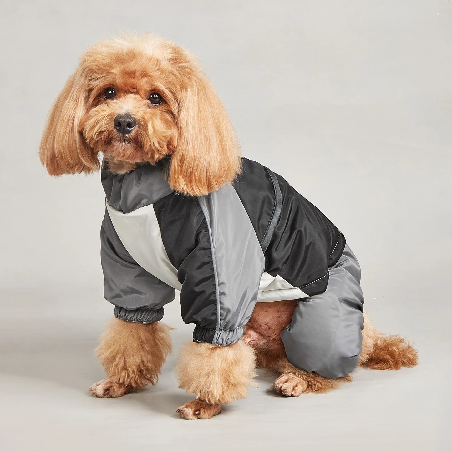 Dog sitting and featuring a black, grey white colour winter jacket