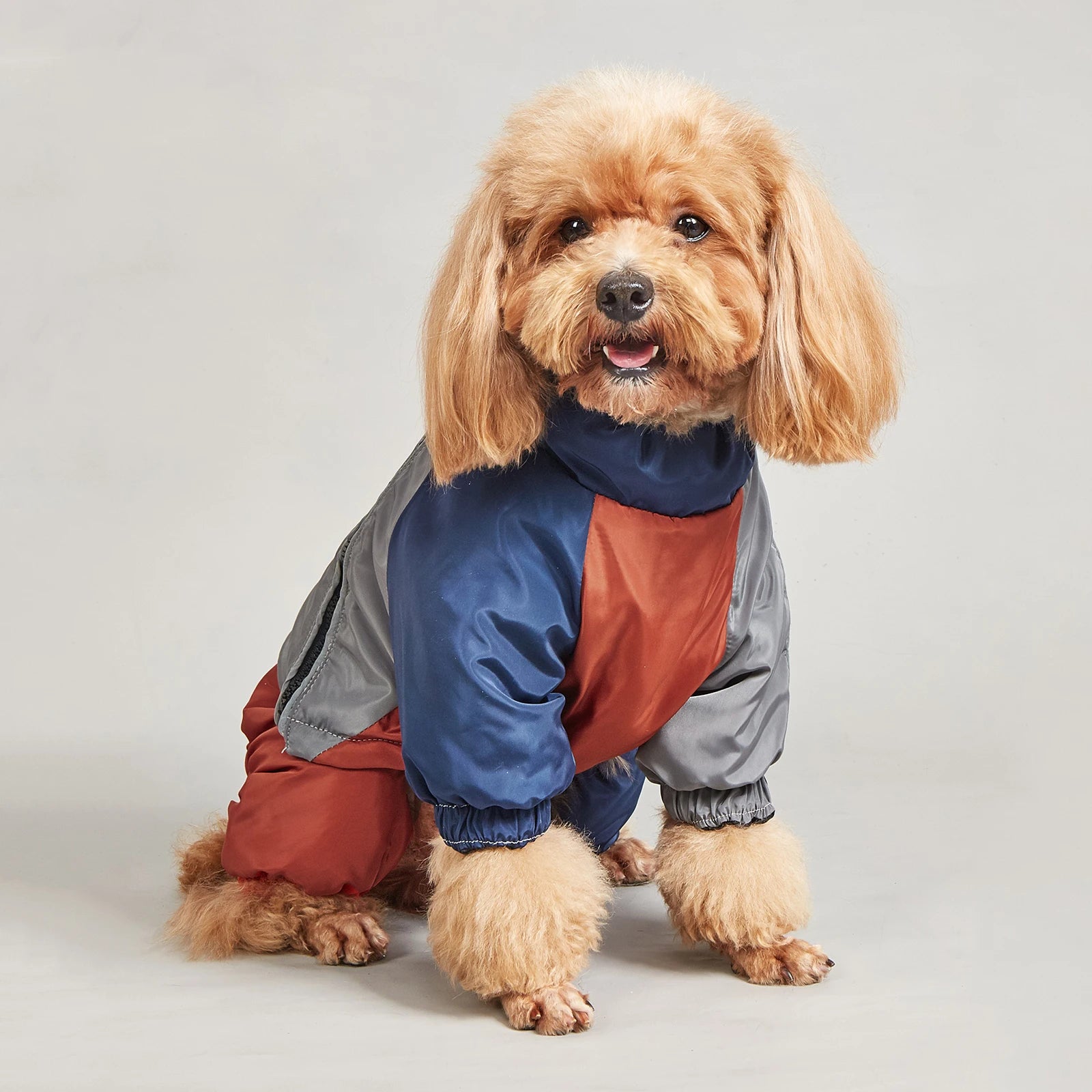 Dog wearing a  grey blue & red colour winter jacket showing warmth, softness, and outdoor suitability